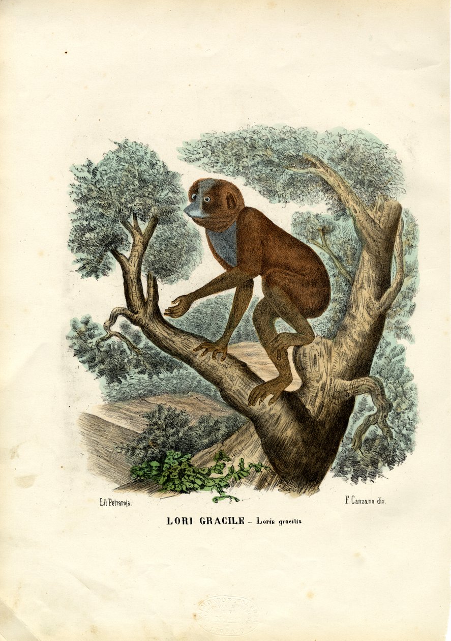 Slender Lori alkotó: Raimundo Petraroja