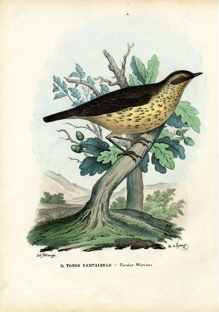 Énekes rigó, 1863-79 alkotó: Raimundo Petraroja