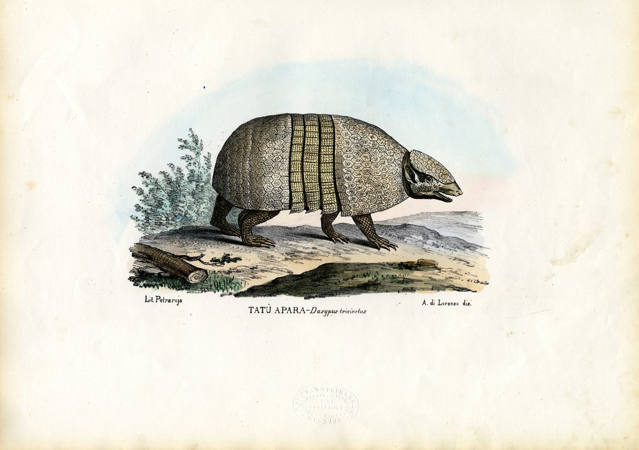 Déli háromsávos tatu, 1863-79 alkotó: Raimundo Petraroja