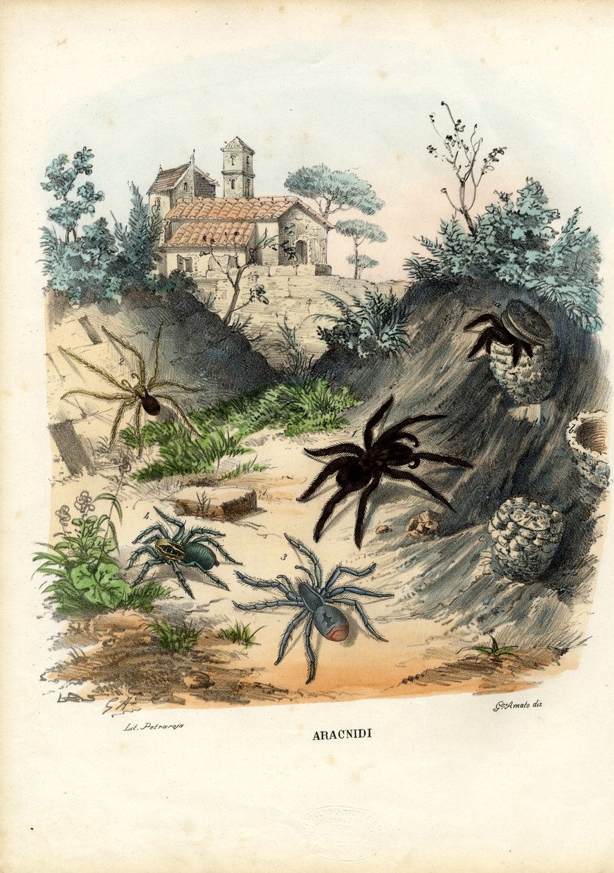 Pókok, 1863-79 alkotó: Raimundo Petraroja