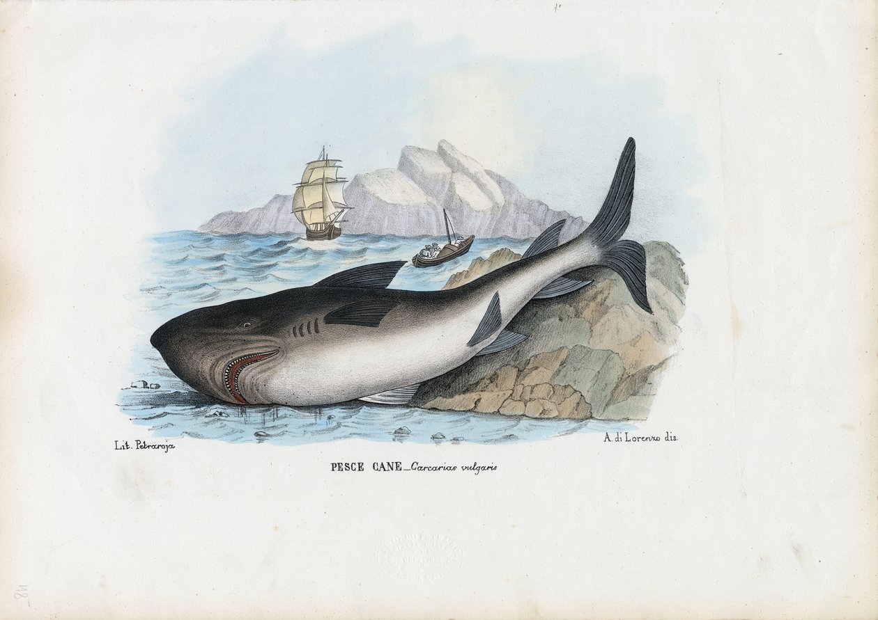 Tüskés kutyahal, 1863-79 alkotó: Raimundo Petraroja