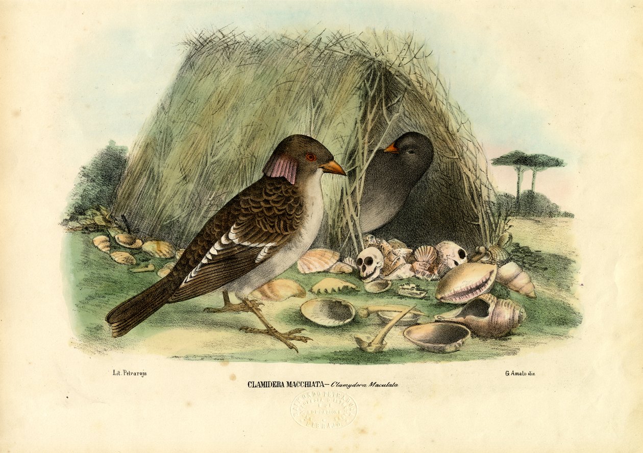 Foltos Bowerbird, 1863-79 alkotó: Raimundo Petraroja
