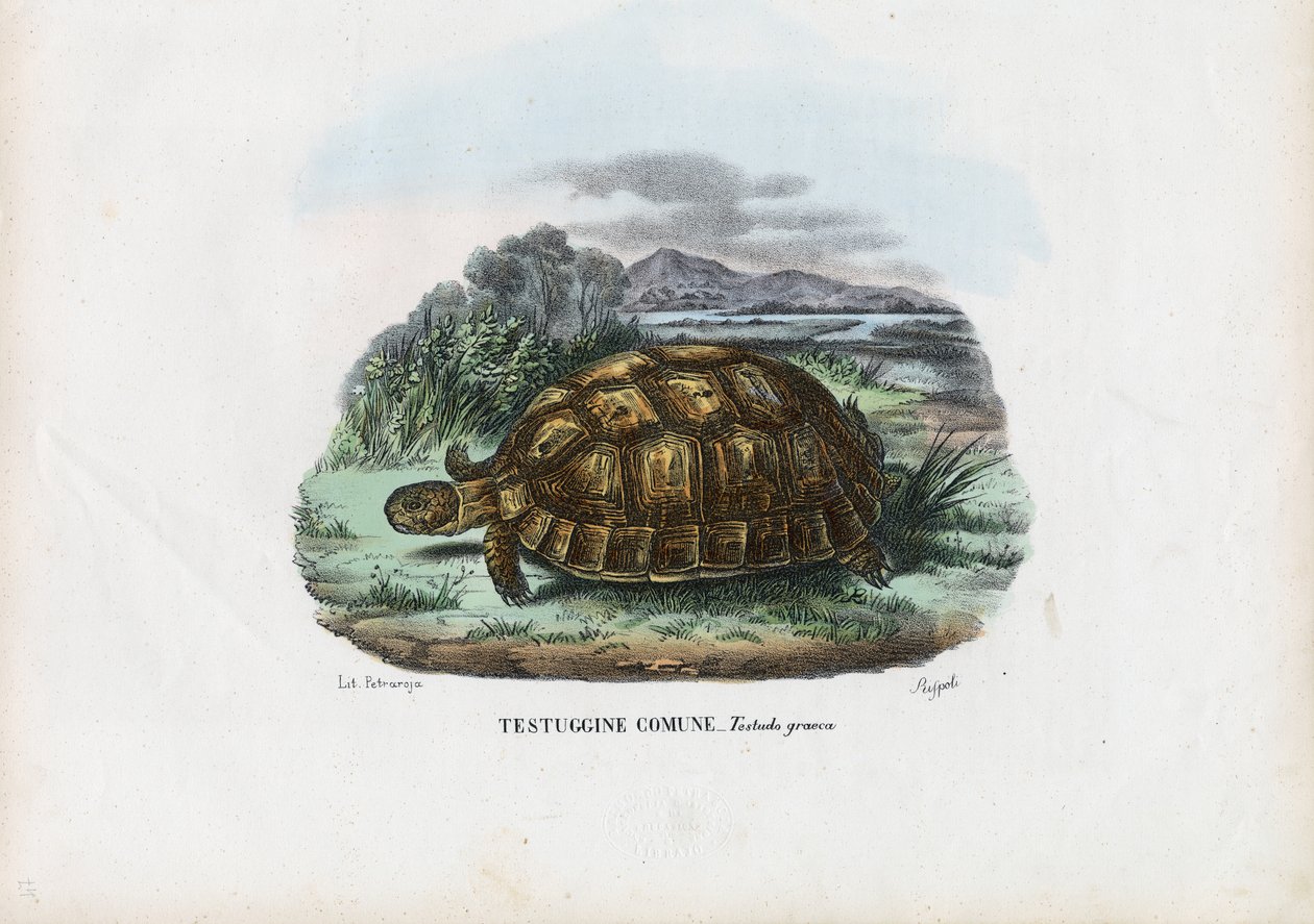 Spur-comb teknős, 1863-79 alkotó: Raimundo Petraroja