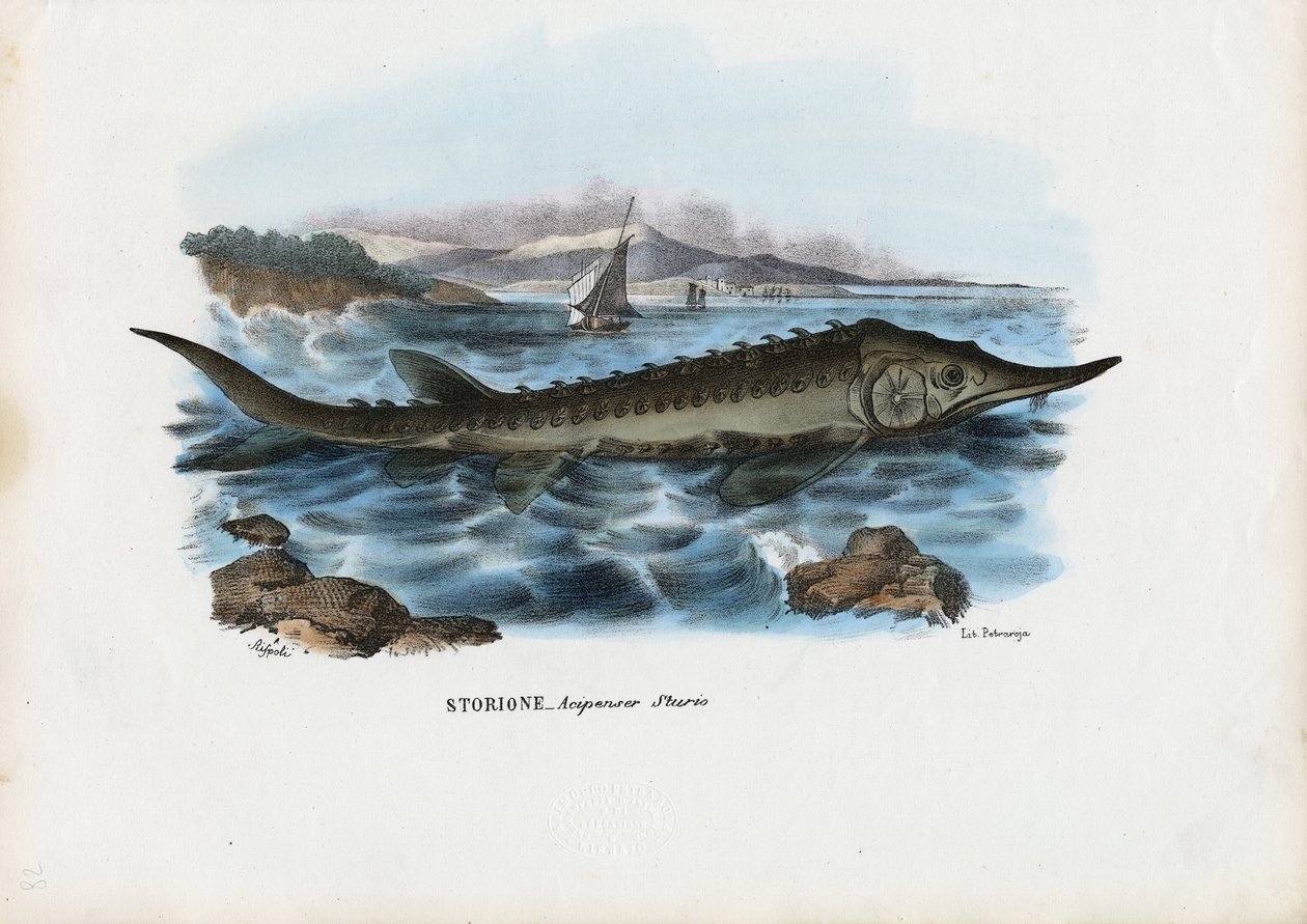 Sturgeon, 1863-79 alkotó: Raimundo Petraroja