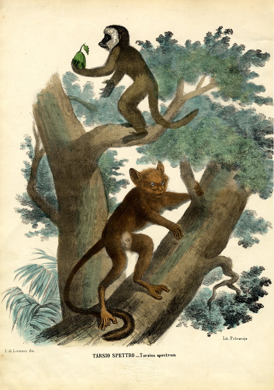 Tarsier, 1863-79 alkotó: Raimundo Petraroja