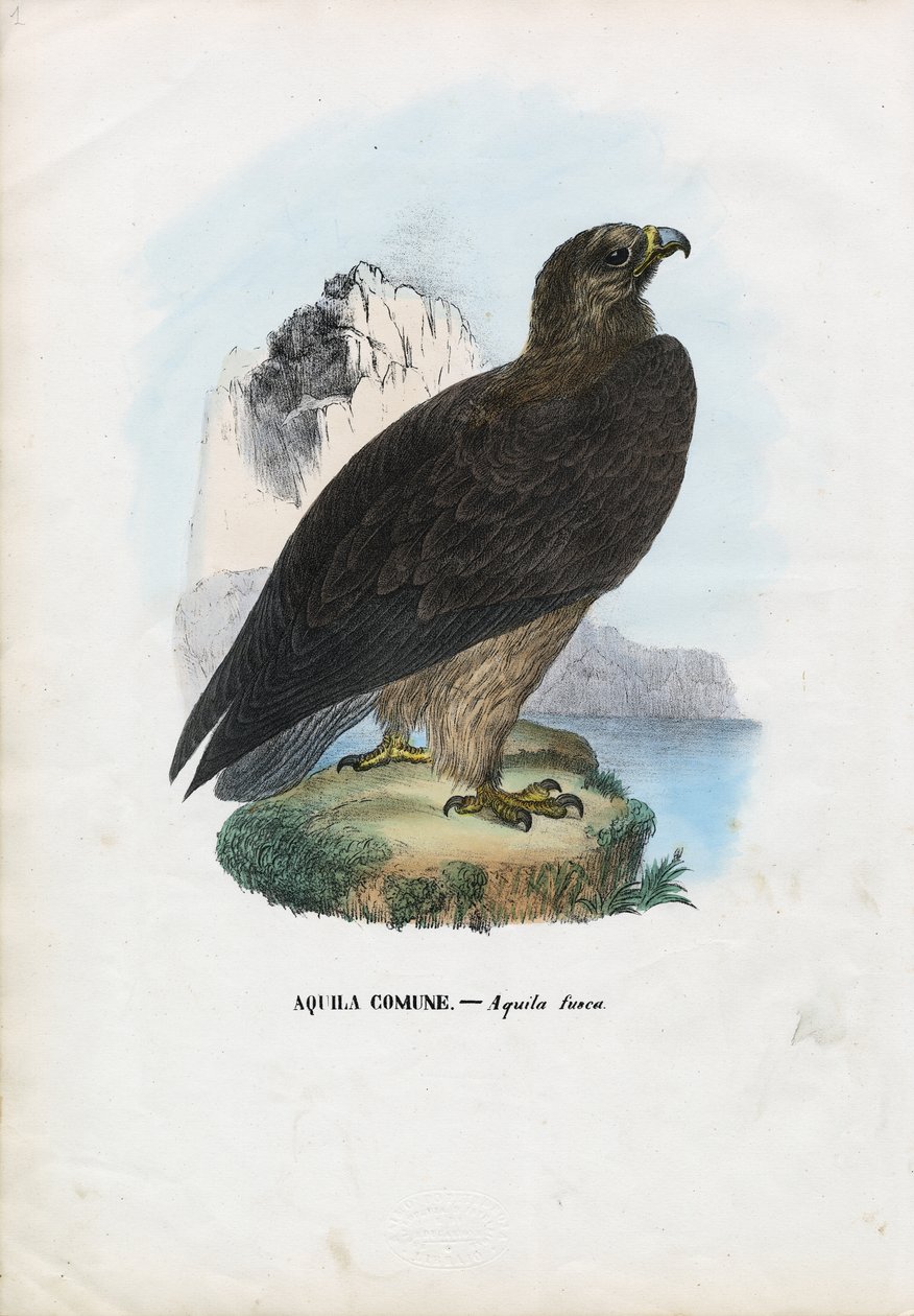 Tawny Eagle, 1863-79 alkotó: Raimundo Petraroja