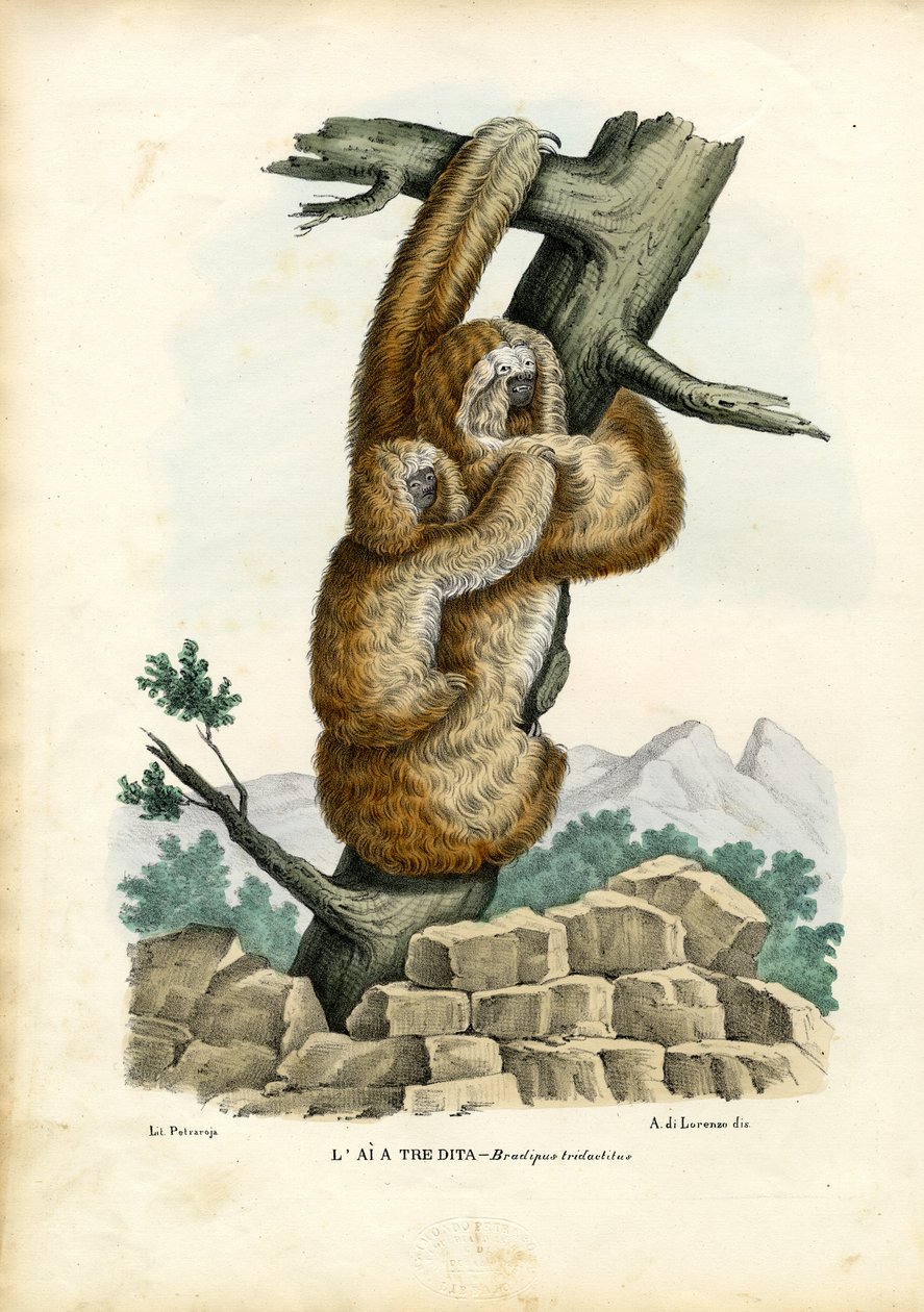 Háromujjú lajhár, 1863-79 alkotó: Raimundo Petraroja