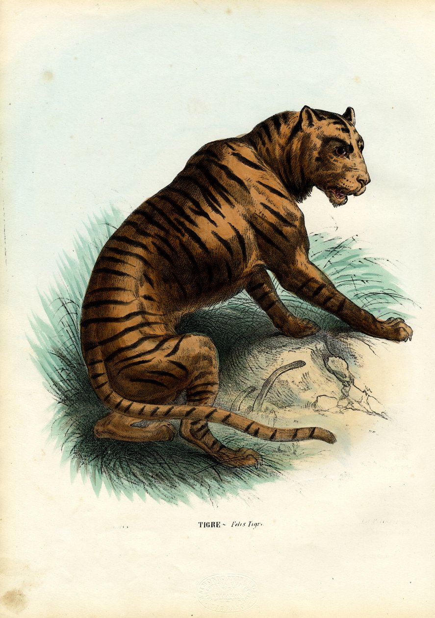 Tigris, 1863-79 alkotó: Raimundo Petraroja