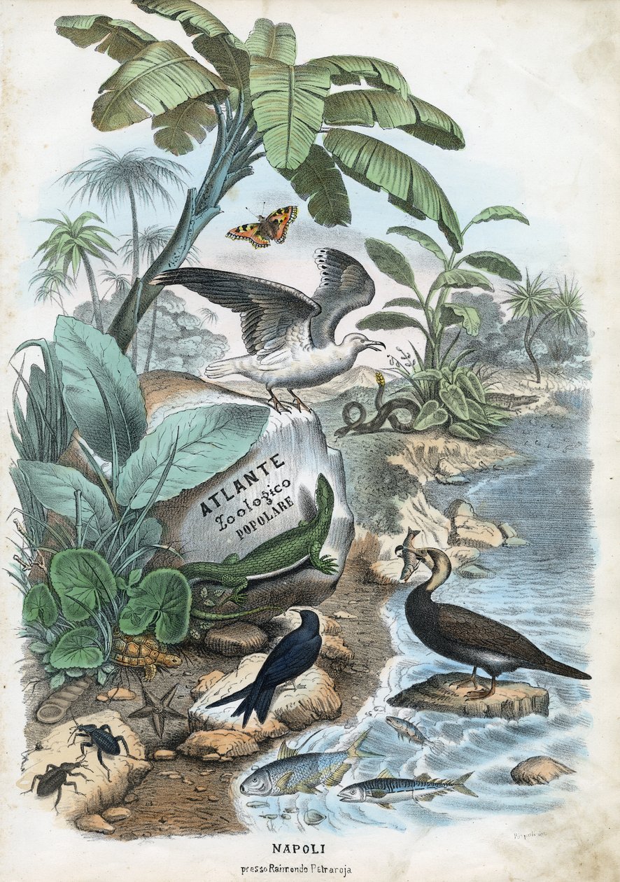 Címlap, 1863-79 alkotó: Raimundo Petraroja