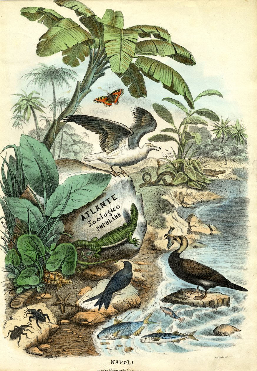 Címlap, 1863-79 alkotó: Raimundo Petraroja