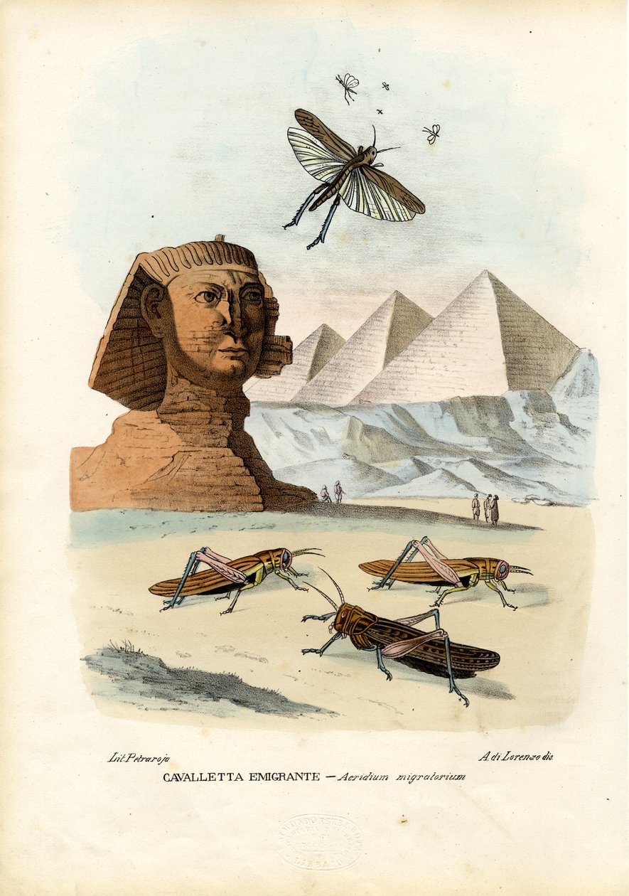 True Crickets, 1863-79 alkotó: Raimundo Petraroja