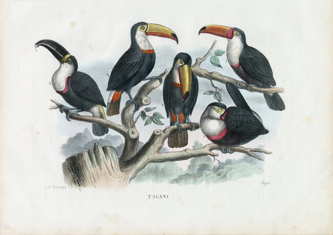 Tukánok, 1863-79 alkotó: Raimundo Petraroja