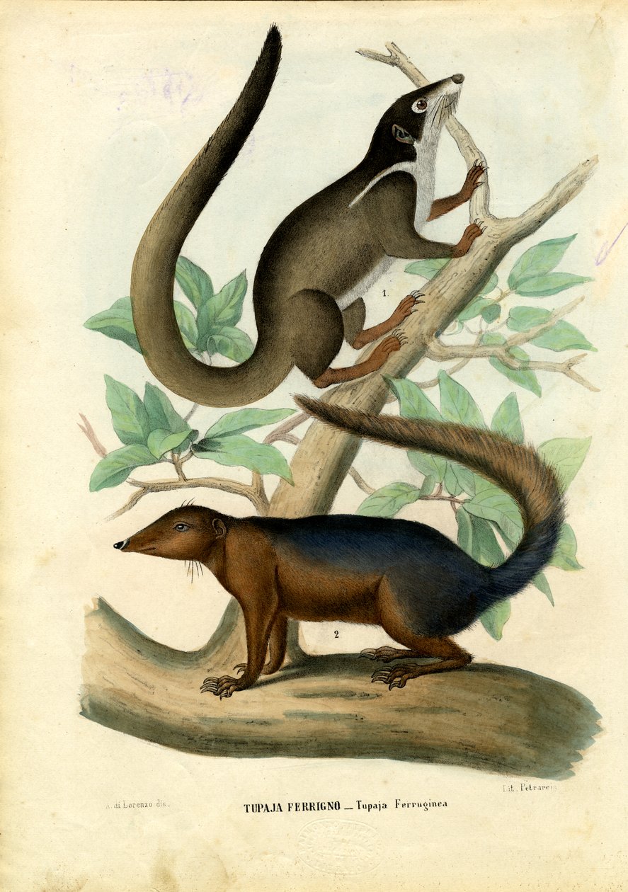 Tupaja, 1863-79 alkotó: Raimundo Petraroja