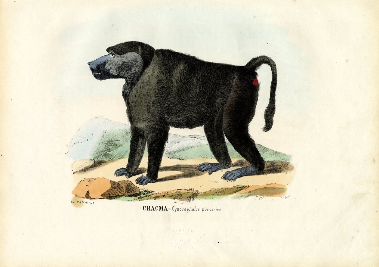 Ursine pávián, 1863-79 alkotó: Raimundo Petraroja