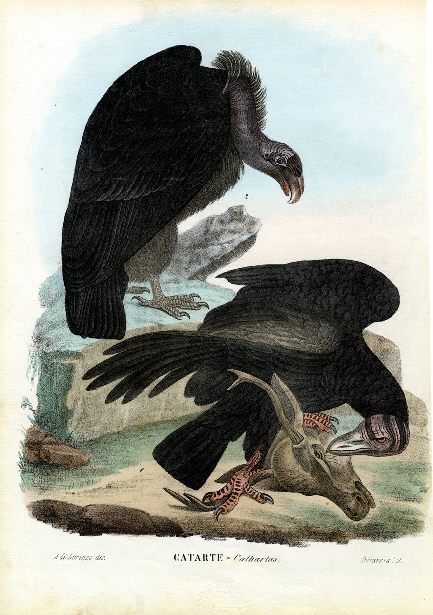 Keselyűk, 1863-79 alkotó: Raimundo Petraroja