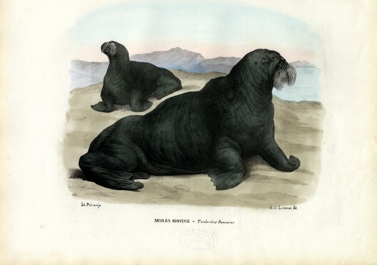 Walrus, 1863-79 alkotó: Raimundo Petraroja