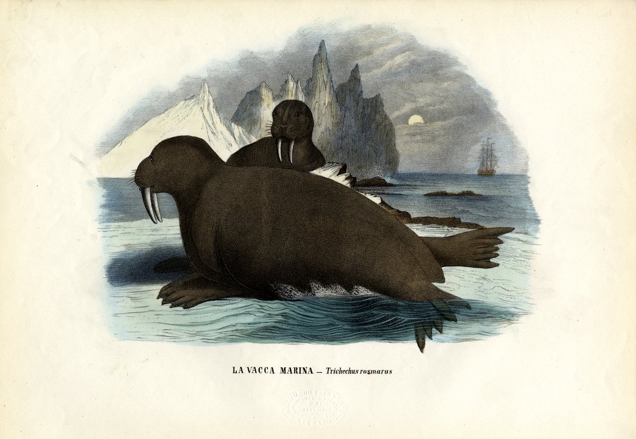 Walrus, 1863-79 alkotó: Raimundo Petraroja