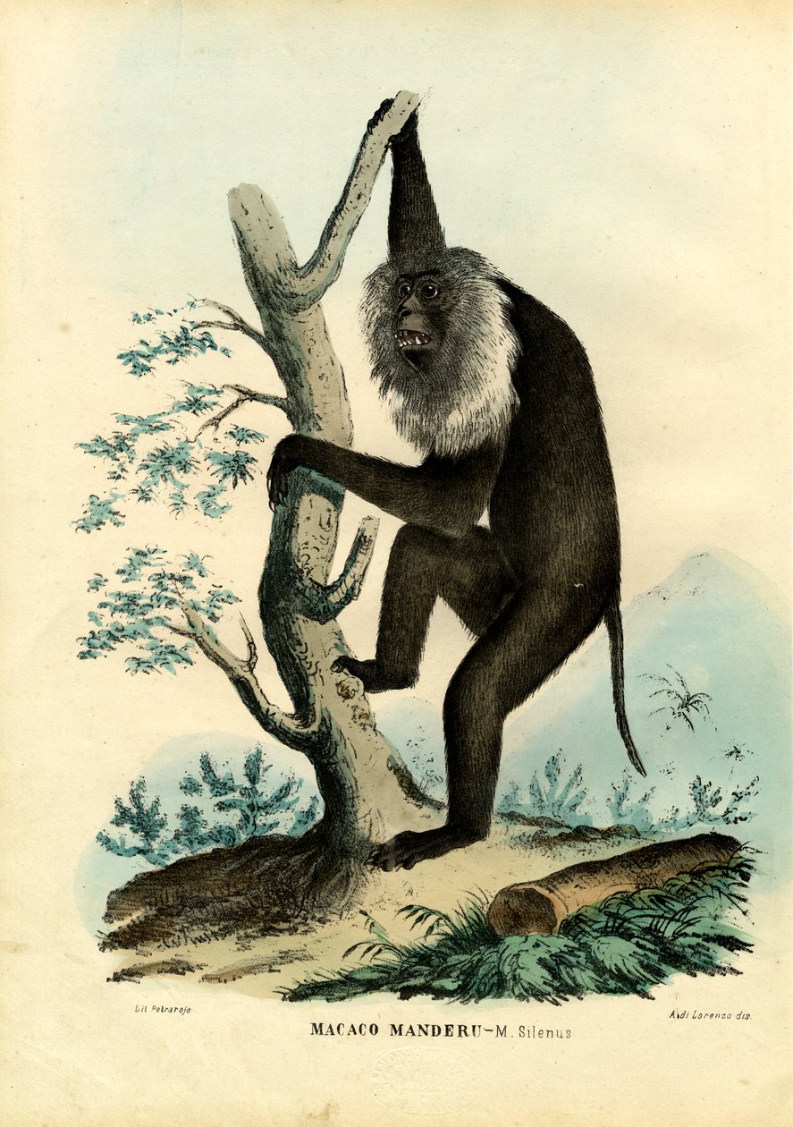 Wanderoo, 1863-79 alkotó: Raimundo Petraroja