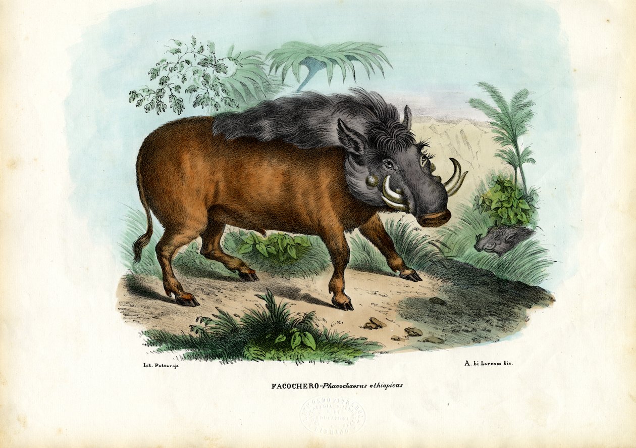 Várkonyi disznó, 1863-79 alkotó: Raimundo Petraroja