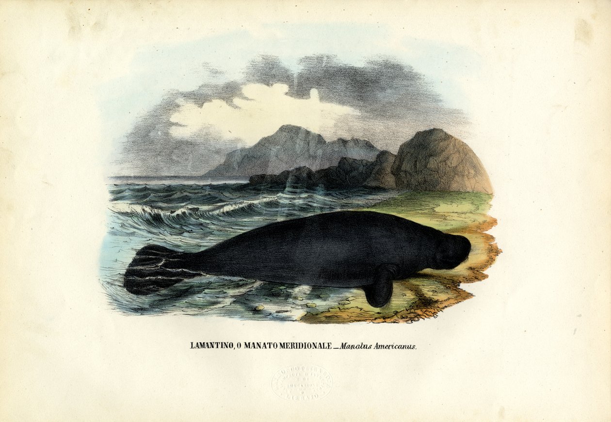 Nyugat-indiai lamantin, 1863-79 alkotó: Raimundo Petraroja