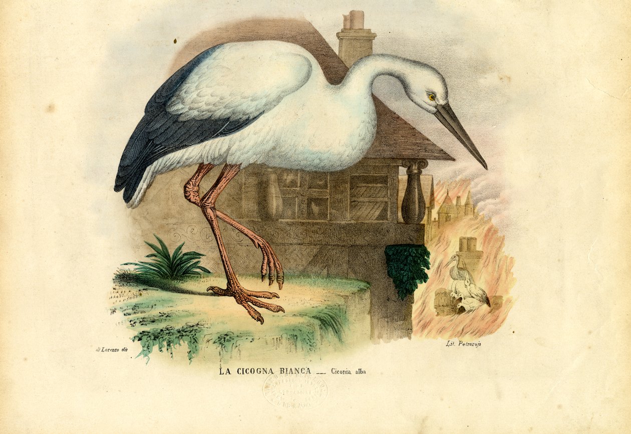 Fehér gólya, 1863-79 alkotó: Raimundo Petraroja
