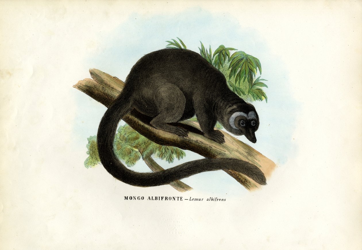 Fehérfejű barna lemúr, 1863-79 alkotó: Raimundo Petraroja