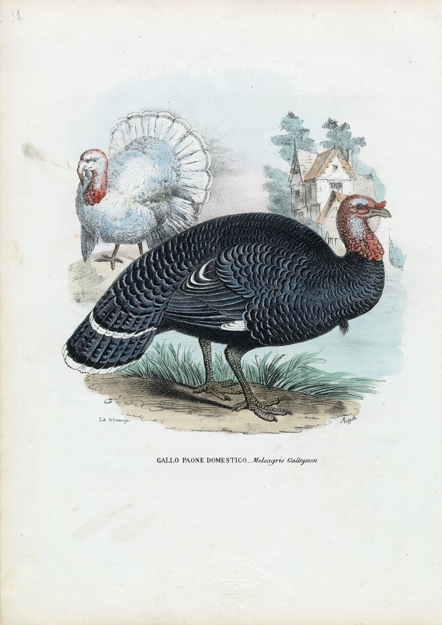 Vadpulyka, 1863-79 alkotó: Raimundo Petraroja