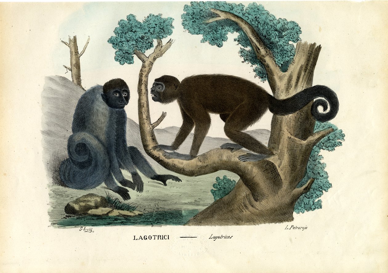 Gyapjas majom, 1863-79 alkotó: Raimundo Petraroja