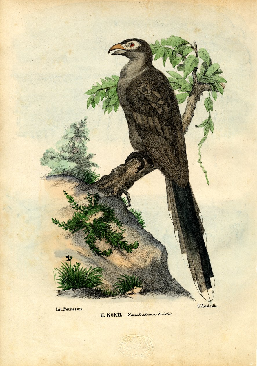 Sárgacsőrű kakukk, 1863-79 alkotó: Raimundo Petraroja