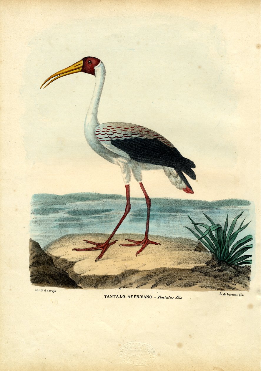 Sárgacsőrű gólya, 1863-79 alkotó: Raimundo Petraroja