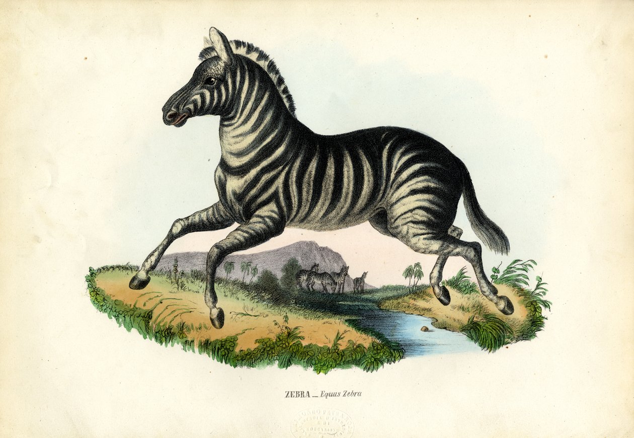 Zebra, 1863-79 alkotó: Raimundo Petraroja