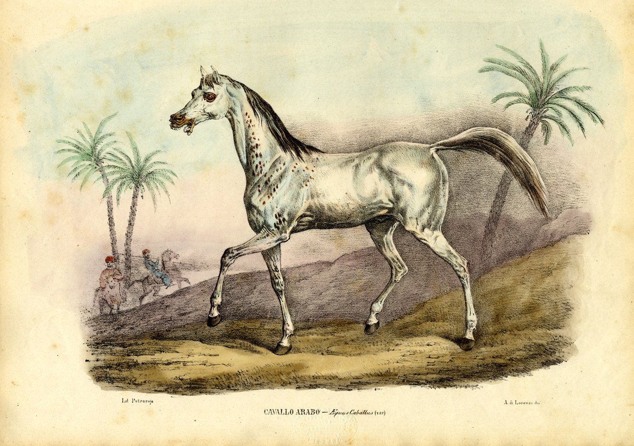 Arab ló, 1863-79 alkotó: Raimundo Petraroja