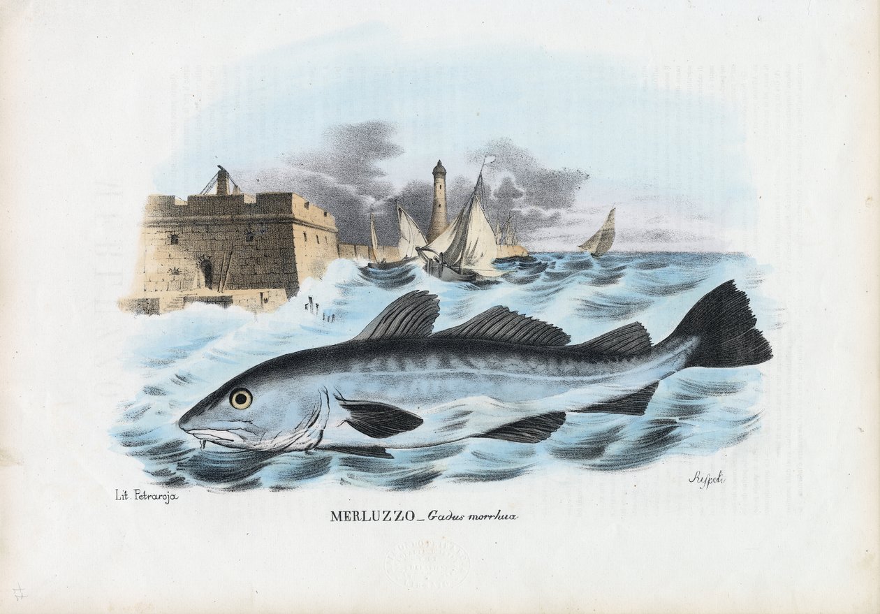Atlanti tőkehal, 1863-79 alkotó: Raimundo Petraroja