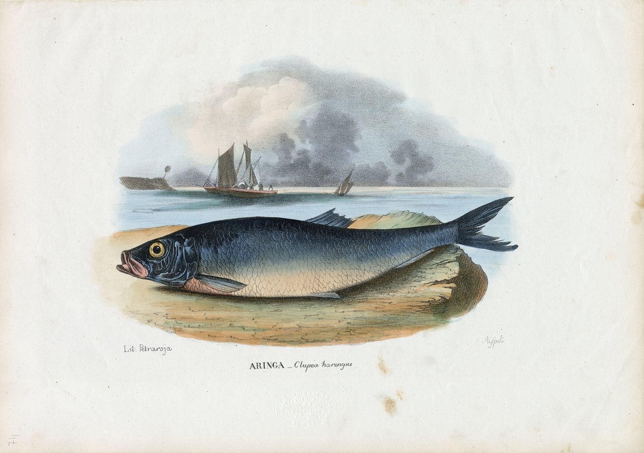 Atlanti hering, 1863-79 alkotó: Raimundo Petraroja