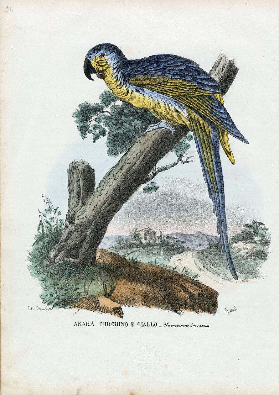 Kék-sárga ara, 1863-79 alkotó: Raimundo Petraroja