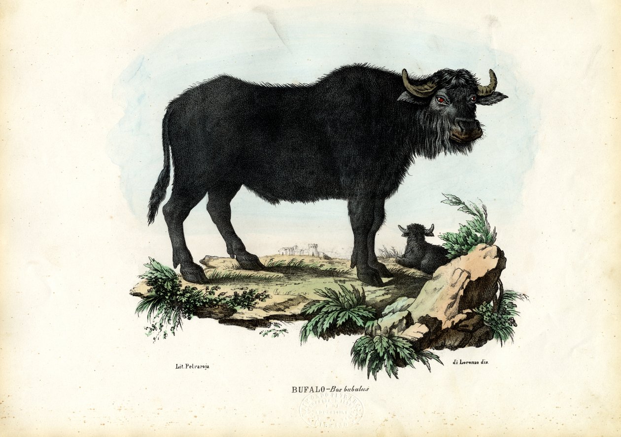 Buffalo, 1863-79 alkotó: Raimundo Petraroja