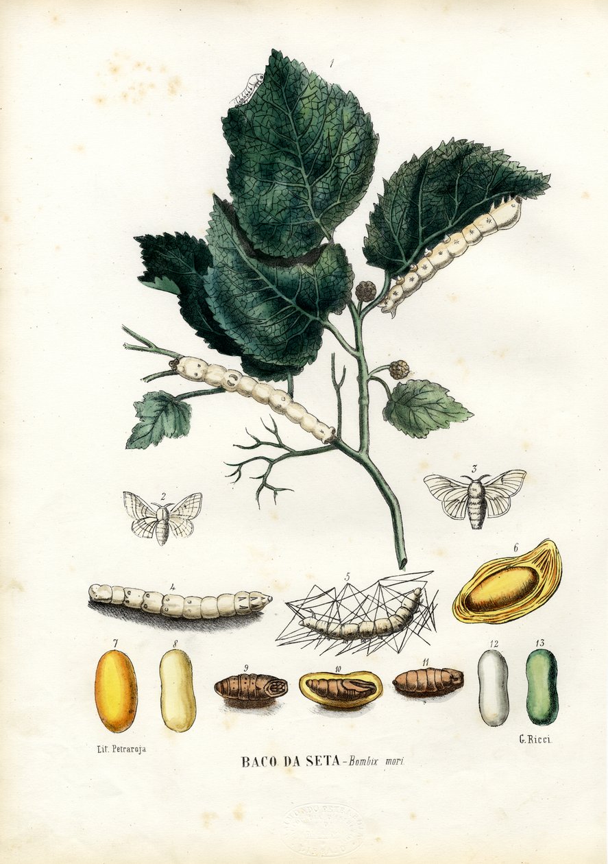 Pillangók, 1863-79 alkotó: Raimundo Petraroja