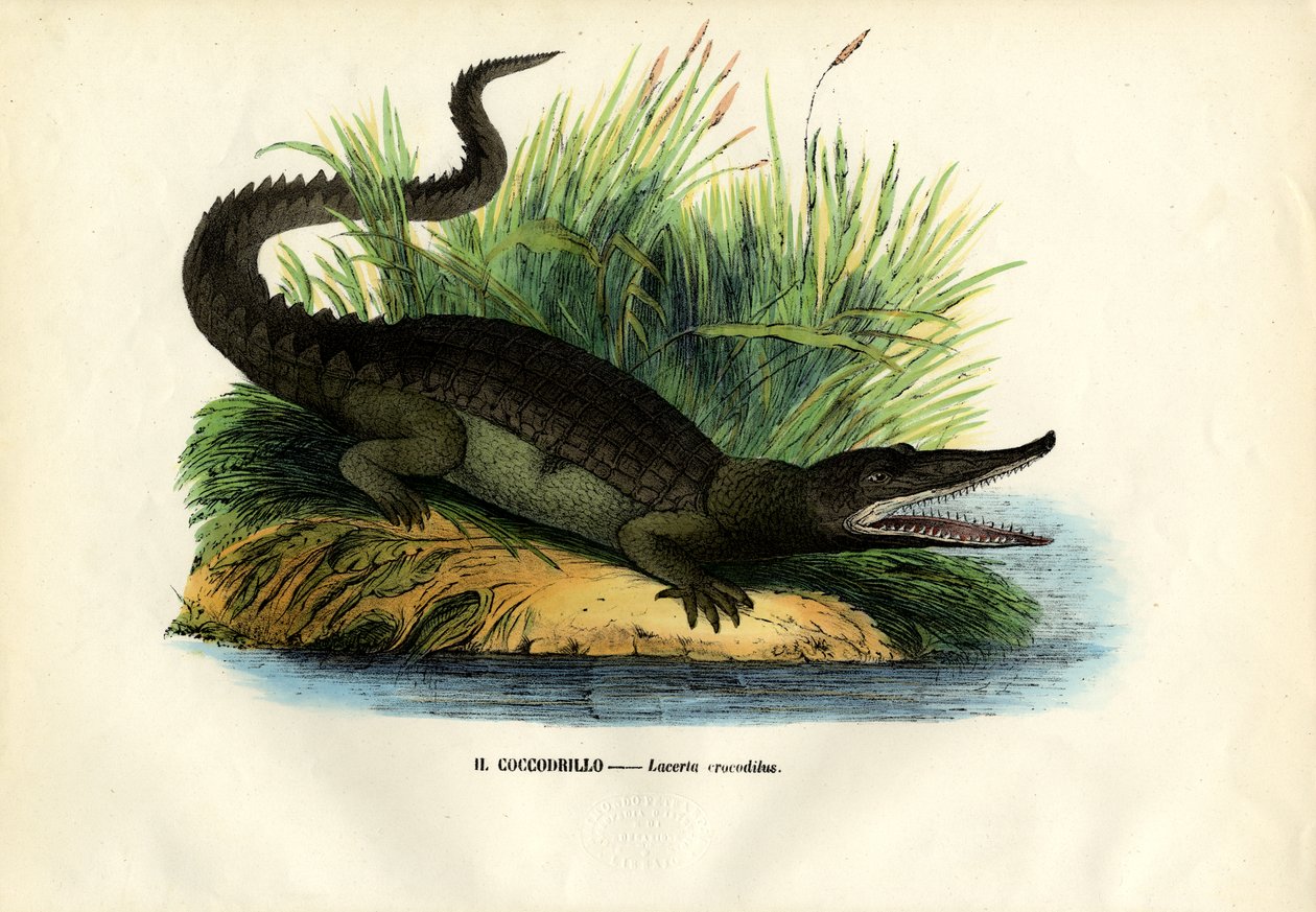 Caiman, 1863-79 alkotó: Raimundo Petraroja