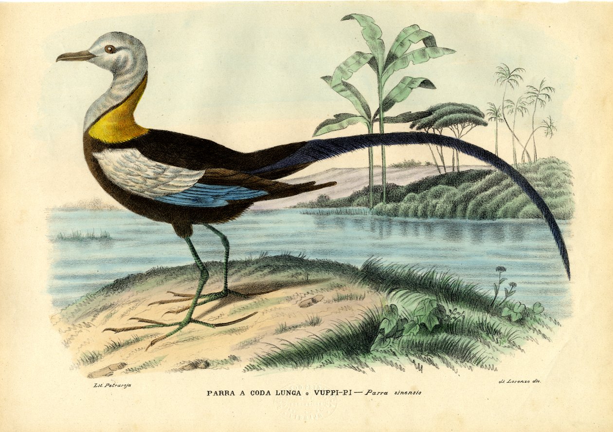 Kínai Jacana, 1863-79 alkotó: Raimundo Petraroja