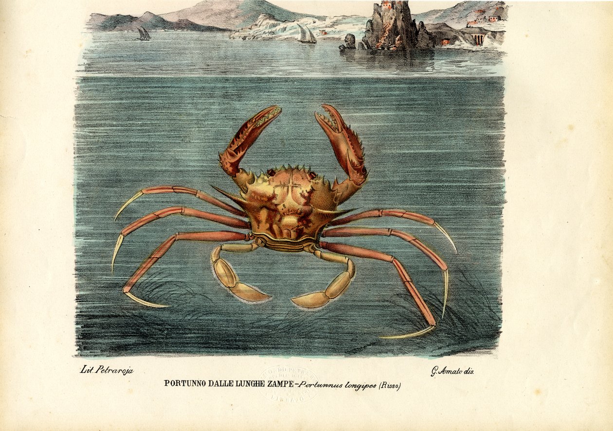Rákfélék, 1863-79 alkotó: Raimundo Petraroja