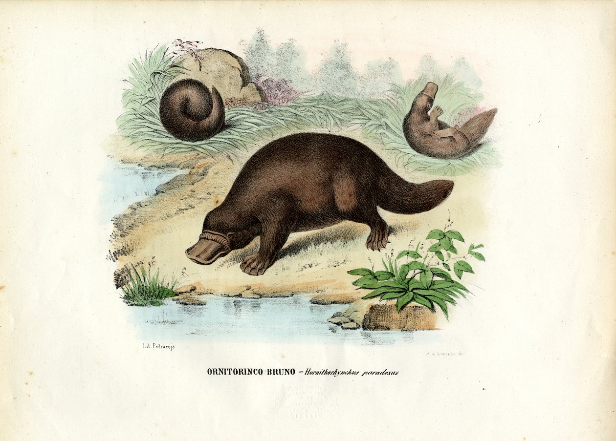 Kacsacsőrű kacsacsőrű, 1863-79 alkotó: Raimundo Petraroja