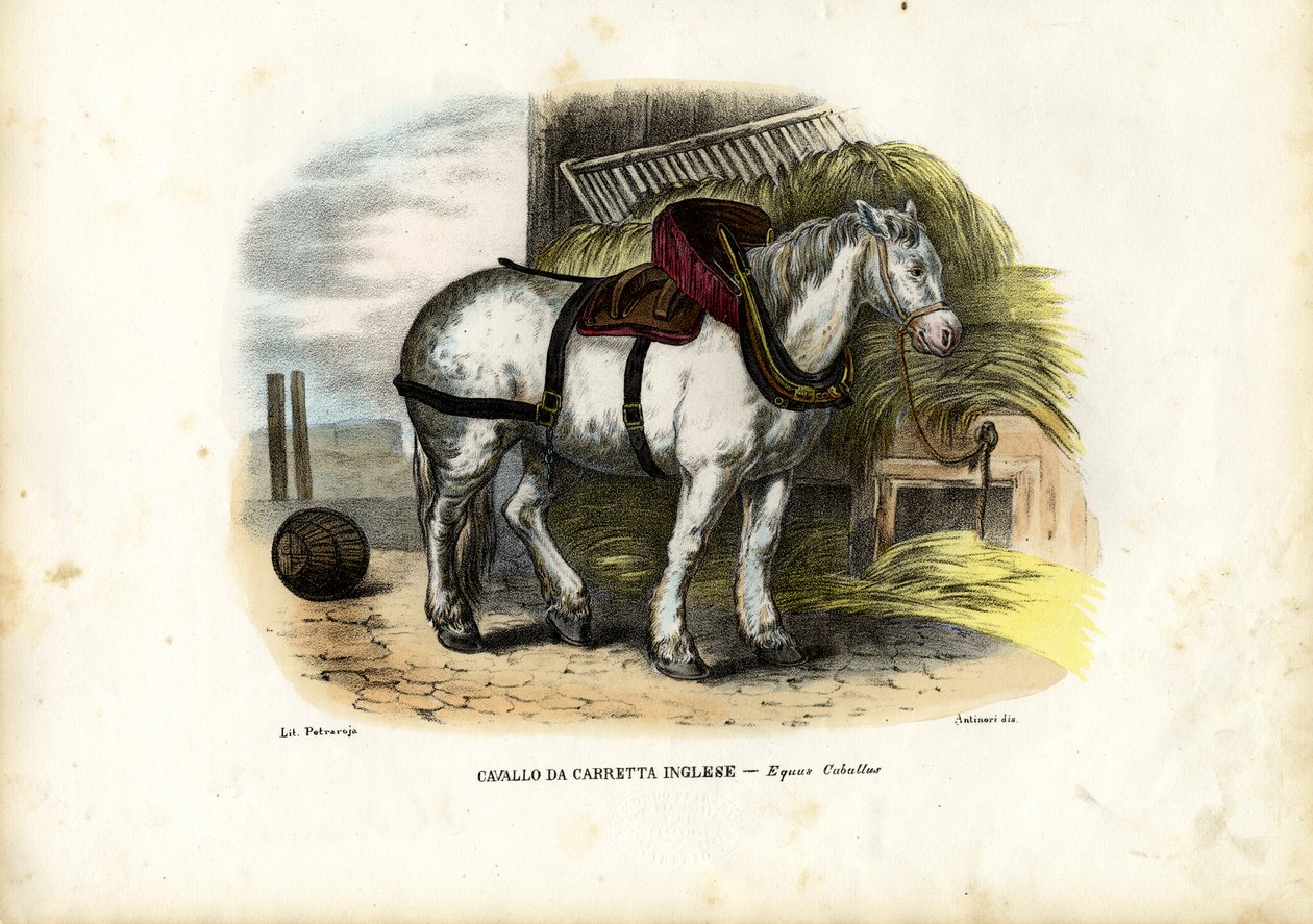 Angol Farm Horse, 1863-79 alkotó: Raimundo Petraroja