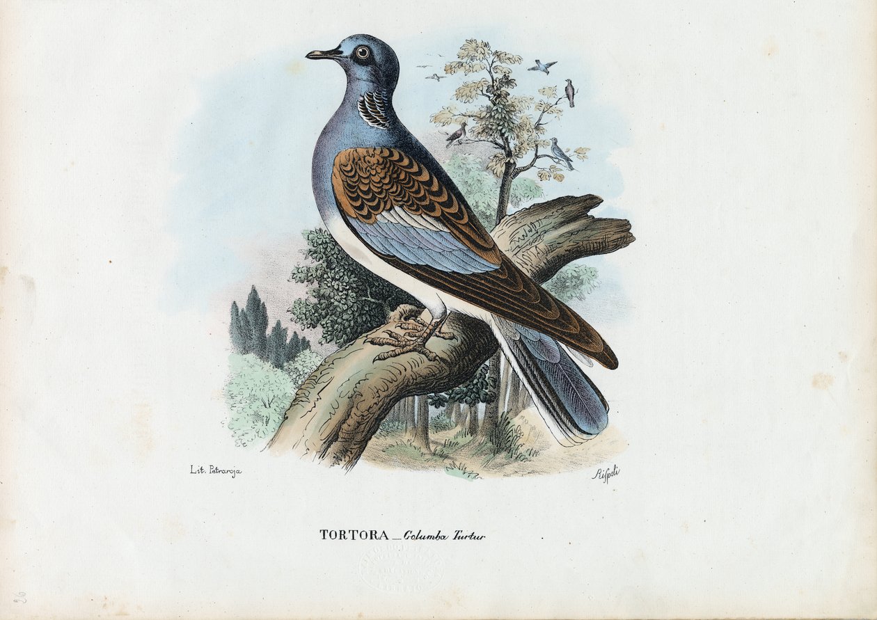 Európai teknős galamb, 1863-79 alkotó: Raimundo Petraroja