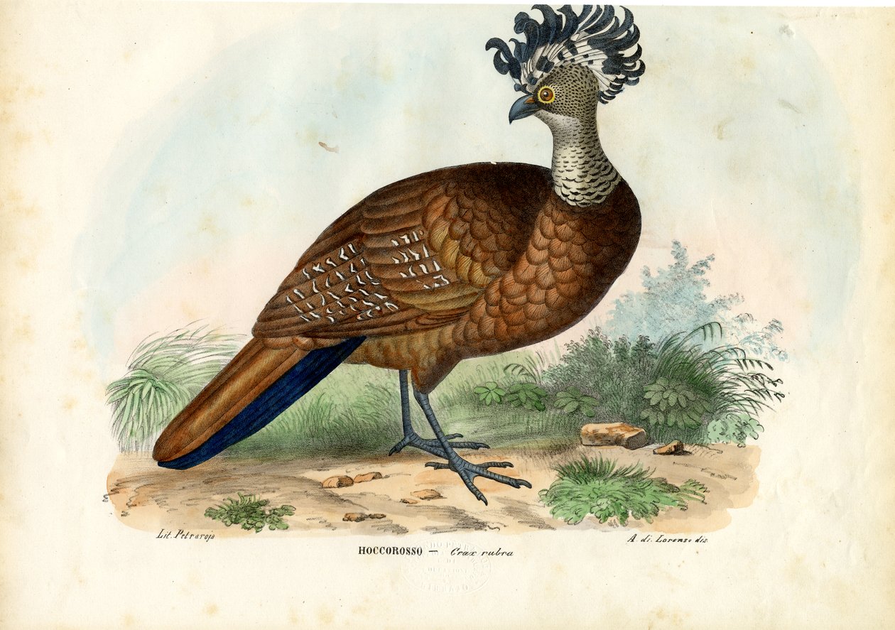 Nagy Curassow, 1863-79 alkotó: Raimundo Petraroja