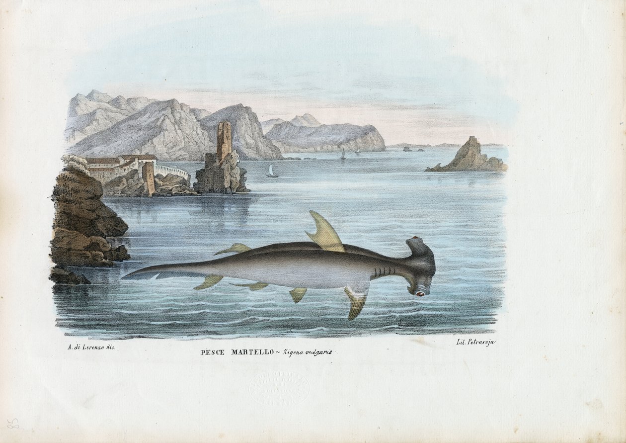 Kalapácsfej, 1863-79 alkotó: Raimundo Petraroja
