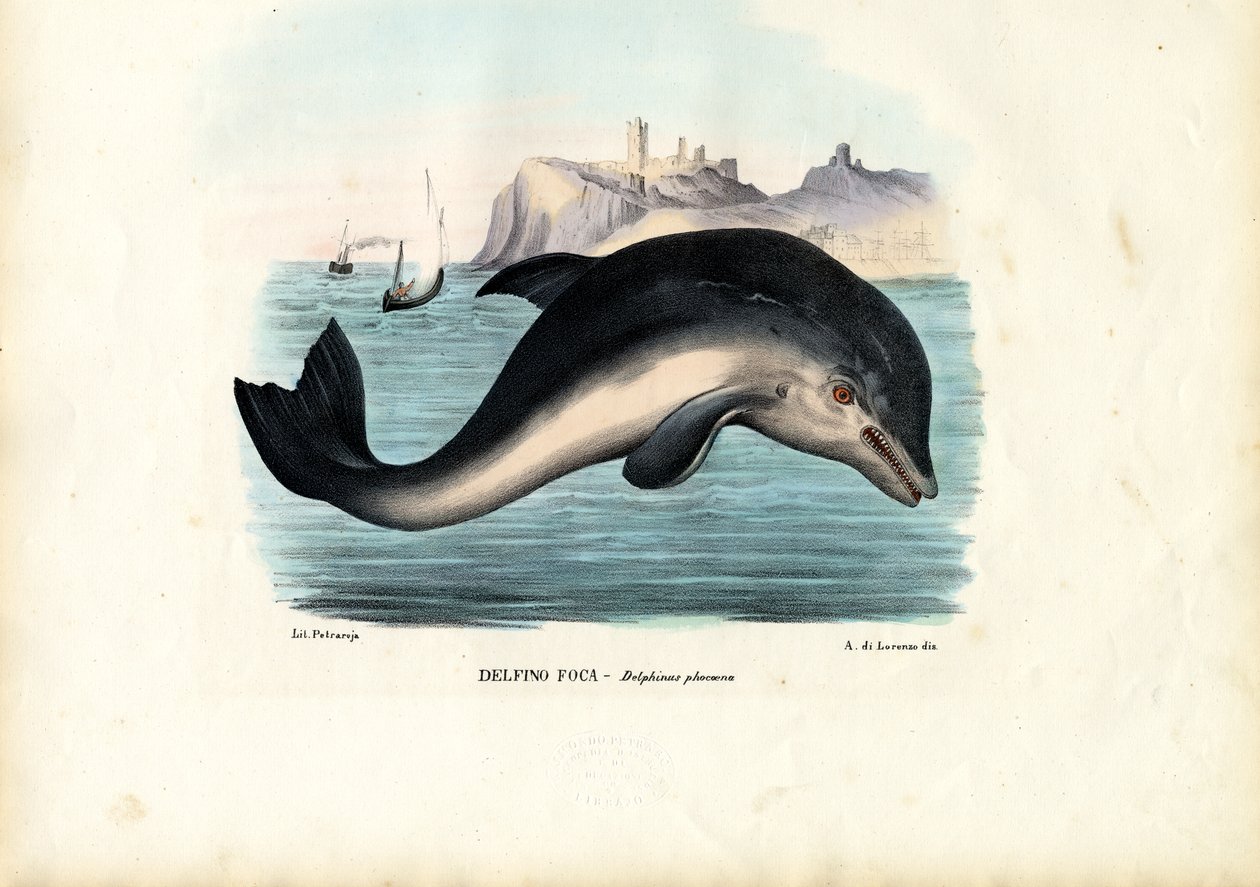 Harbor delfine, 1863-79 alkotó: Raimundo Petraroja