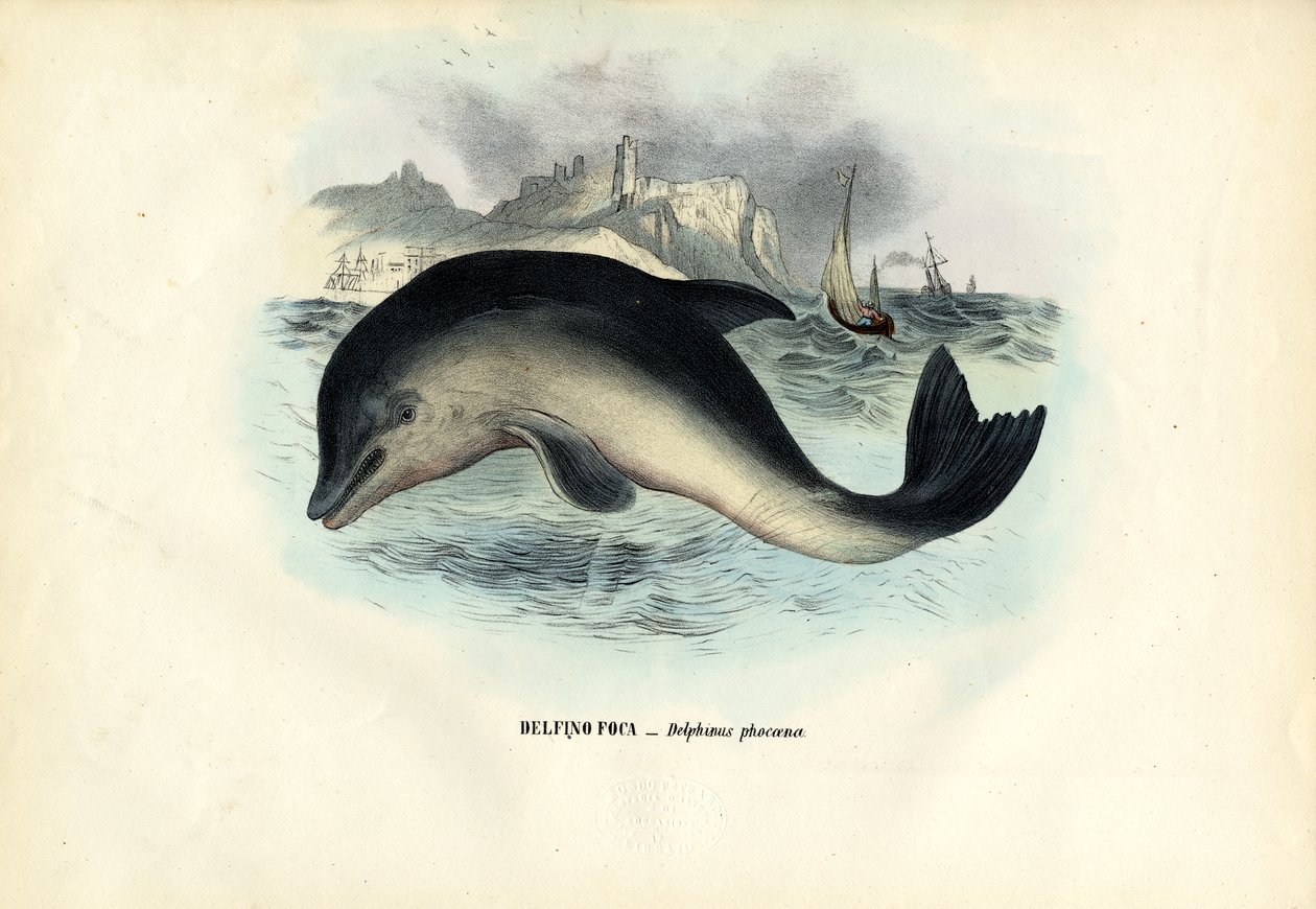 Harbor delfine, 1863-79 alkotó: Raimundo Petraroja
