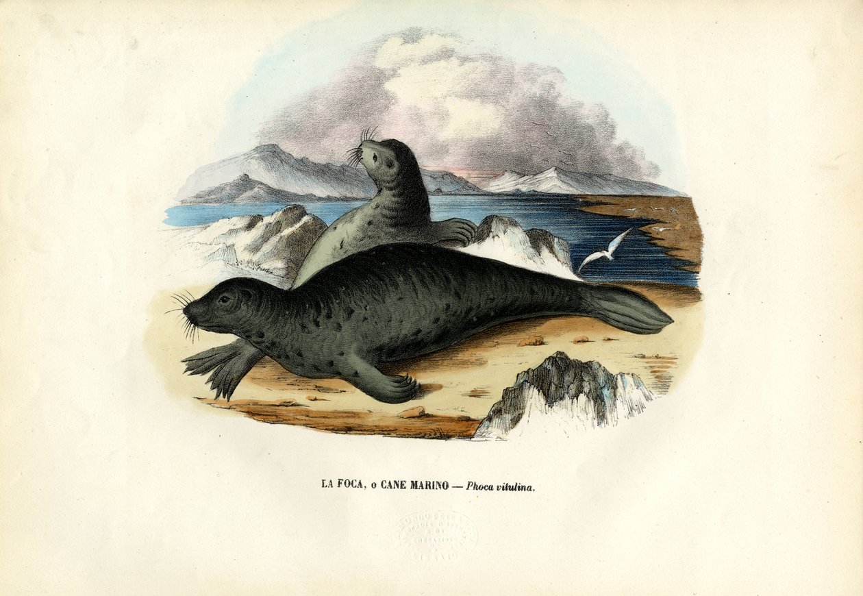 Kikötői fóka, 1863-79 alkotó: Raimundo Petraroja