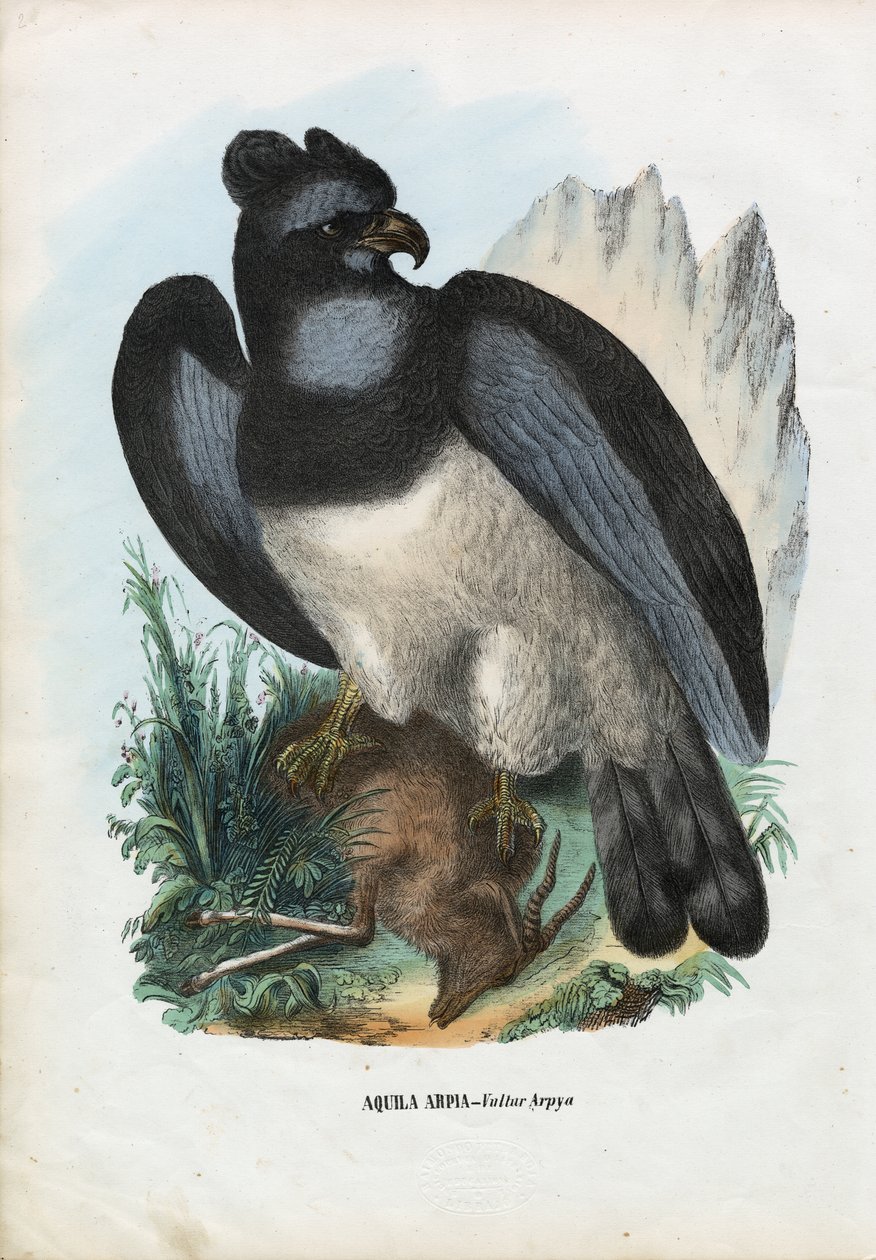 Harpy Eagle, 1863-79 alkotó: Raimundo Petraroja