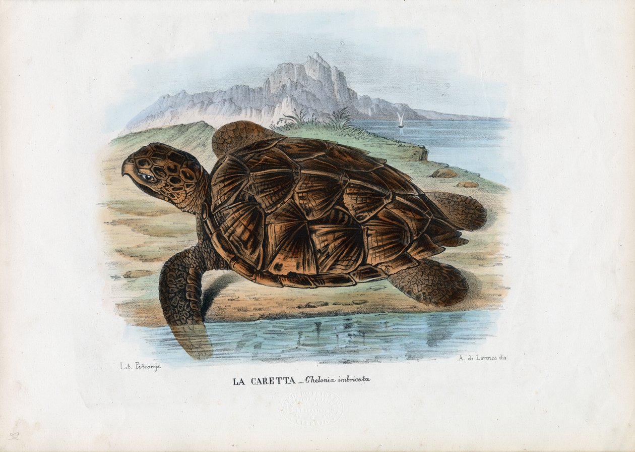 Hawksbill tengeri teknős, 1863-79 alkotó: Raimundo Petraroja